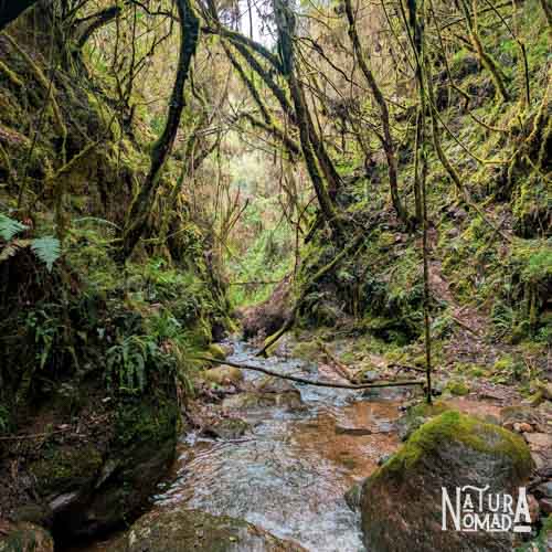 Bosque Protector Cubilán