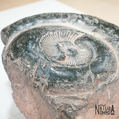 Bosque Petrificado de Puyango