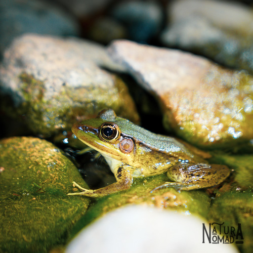 Bosque Petrificado de Puyango