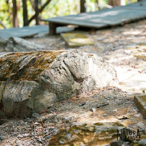 Bosque Petrificado de Puyango