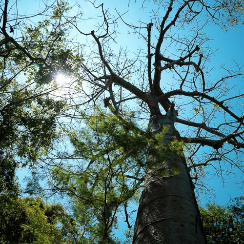 Bosque Petrificado de Puyango